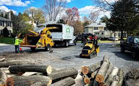 Best Palm Tree Trimming  in Bloomfield, NY