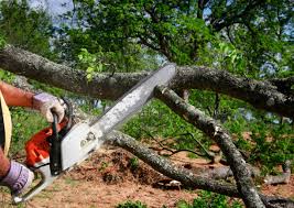 How Our Tree Care Process Works  in  Bloomfield, NY