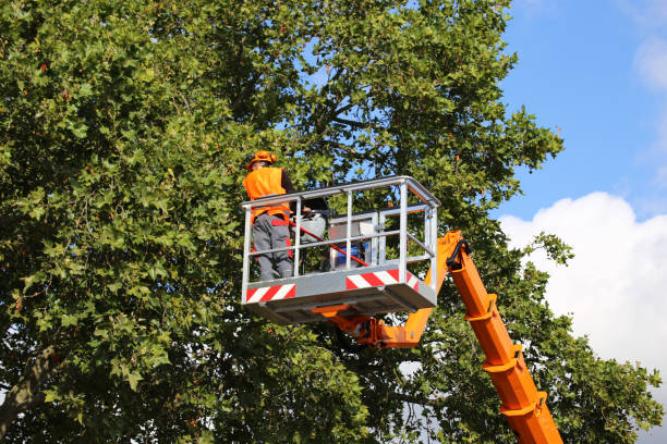 Reliable Bloomfield, NY Tree Services Solutions