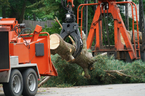 Best Tree Health Inspection  in Bloomfield, NY